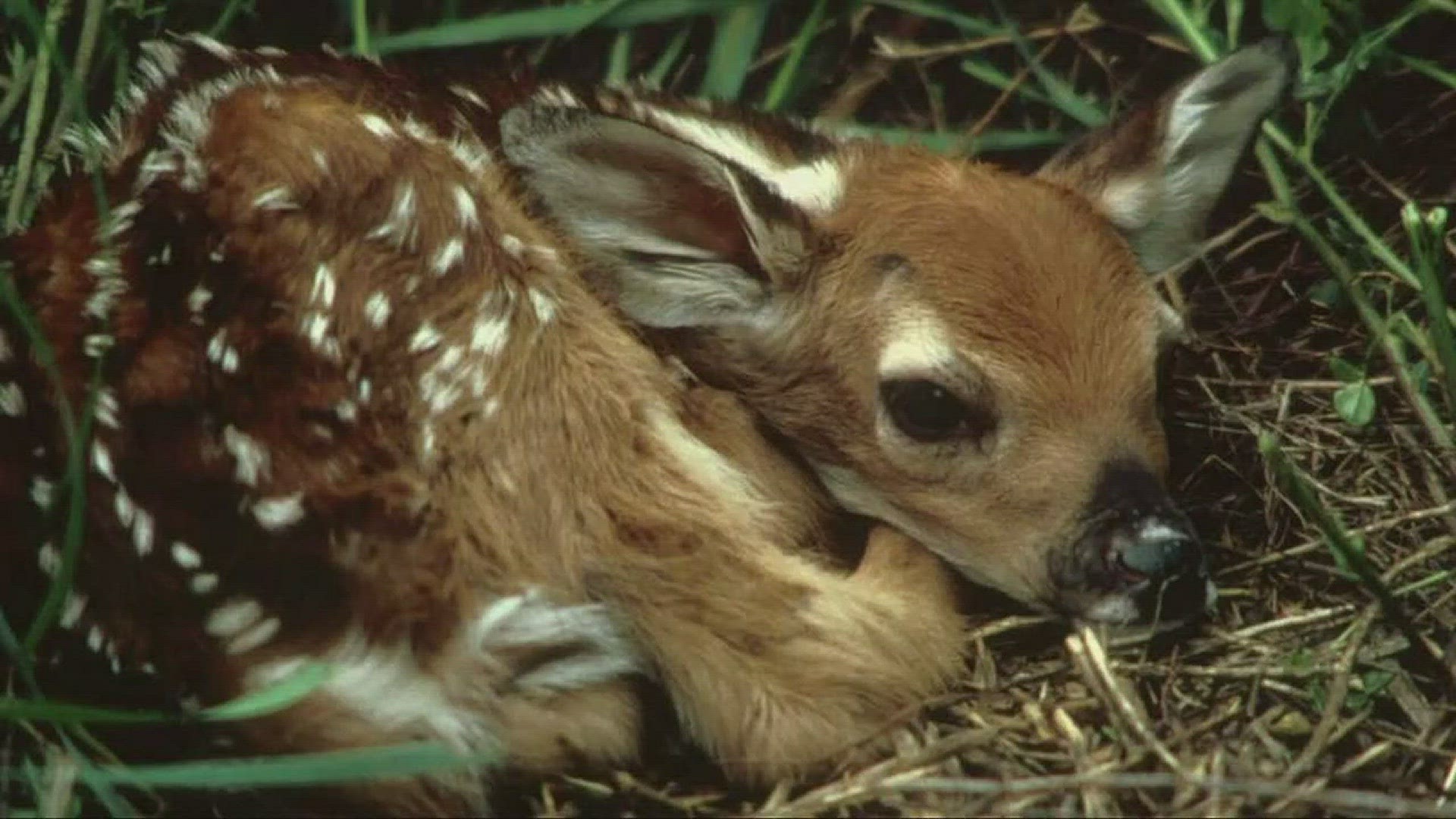 VERIFY | What to do if you find a baby deer 