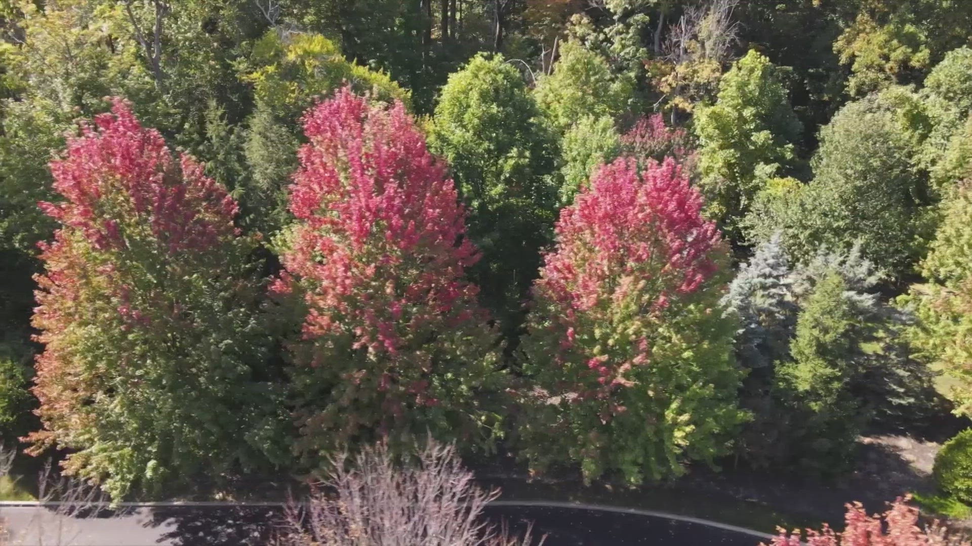 It is just the start of the season so there is more of nature’s show to come. And to get you ready here a little fall foliage 101.