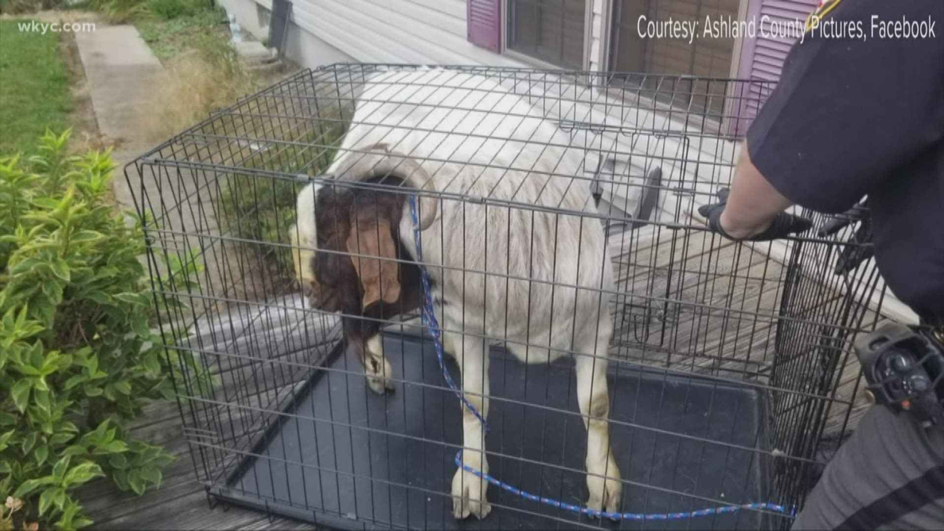 Ashland County resident finds goat asleep in her bathroom