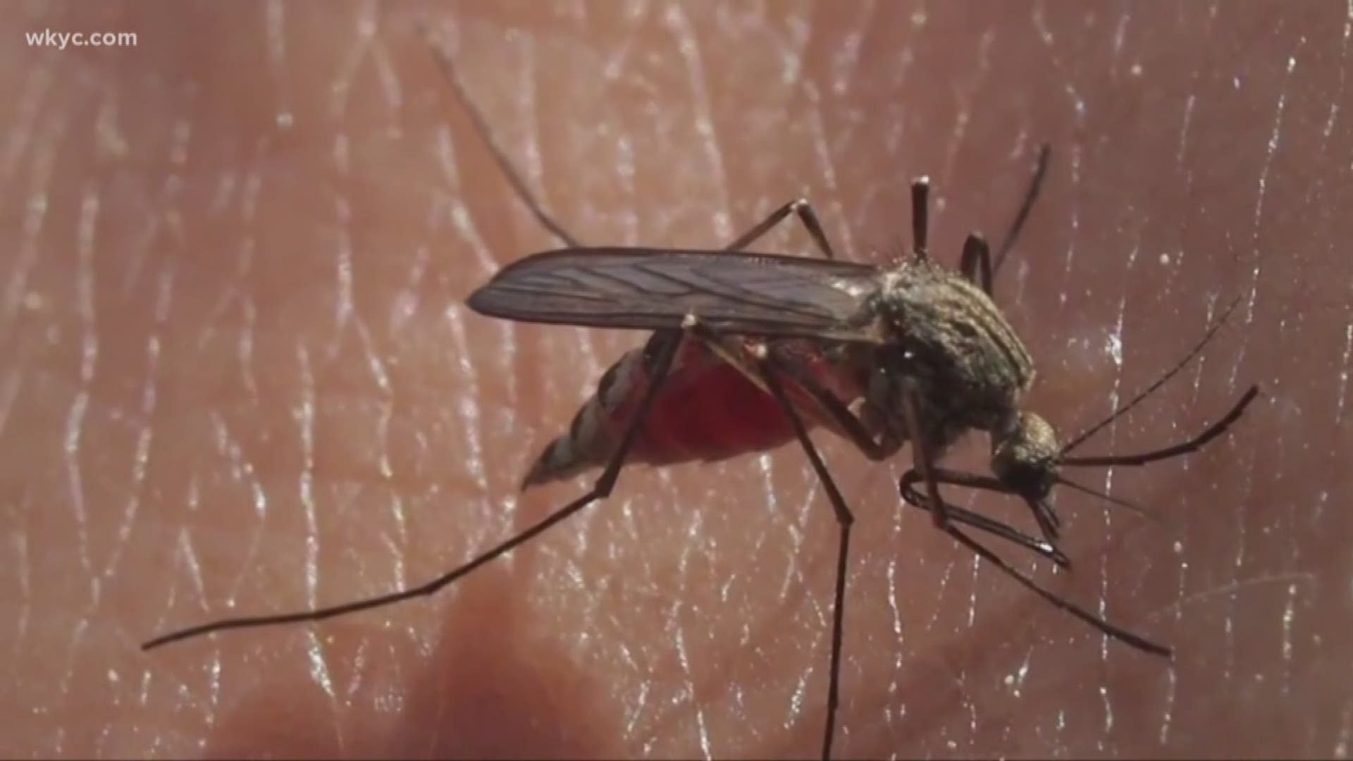 July 17, 2018: Health officials confirm a mosquito pool in Lake County has tested positive for West Nile Virus.