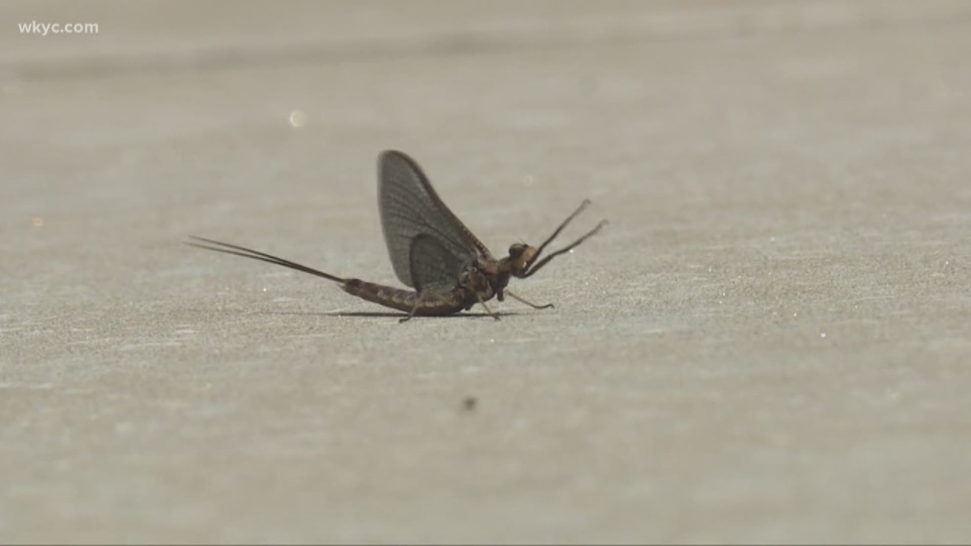 Mayflies, are here and back with a vengeance