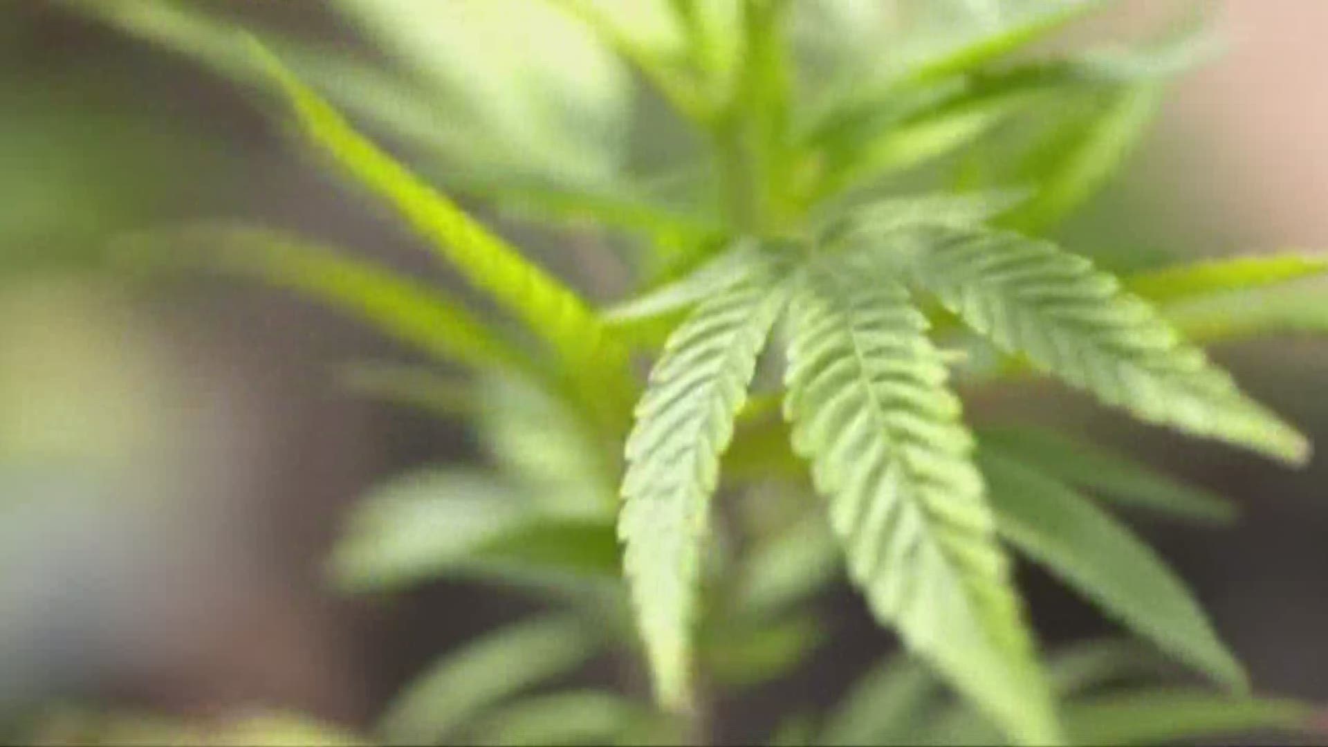 AG Mike Dewin denies legal marijuana petition 