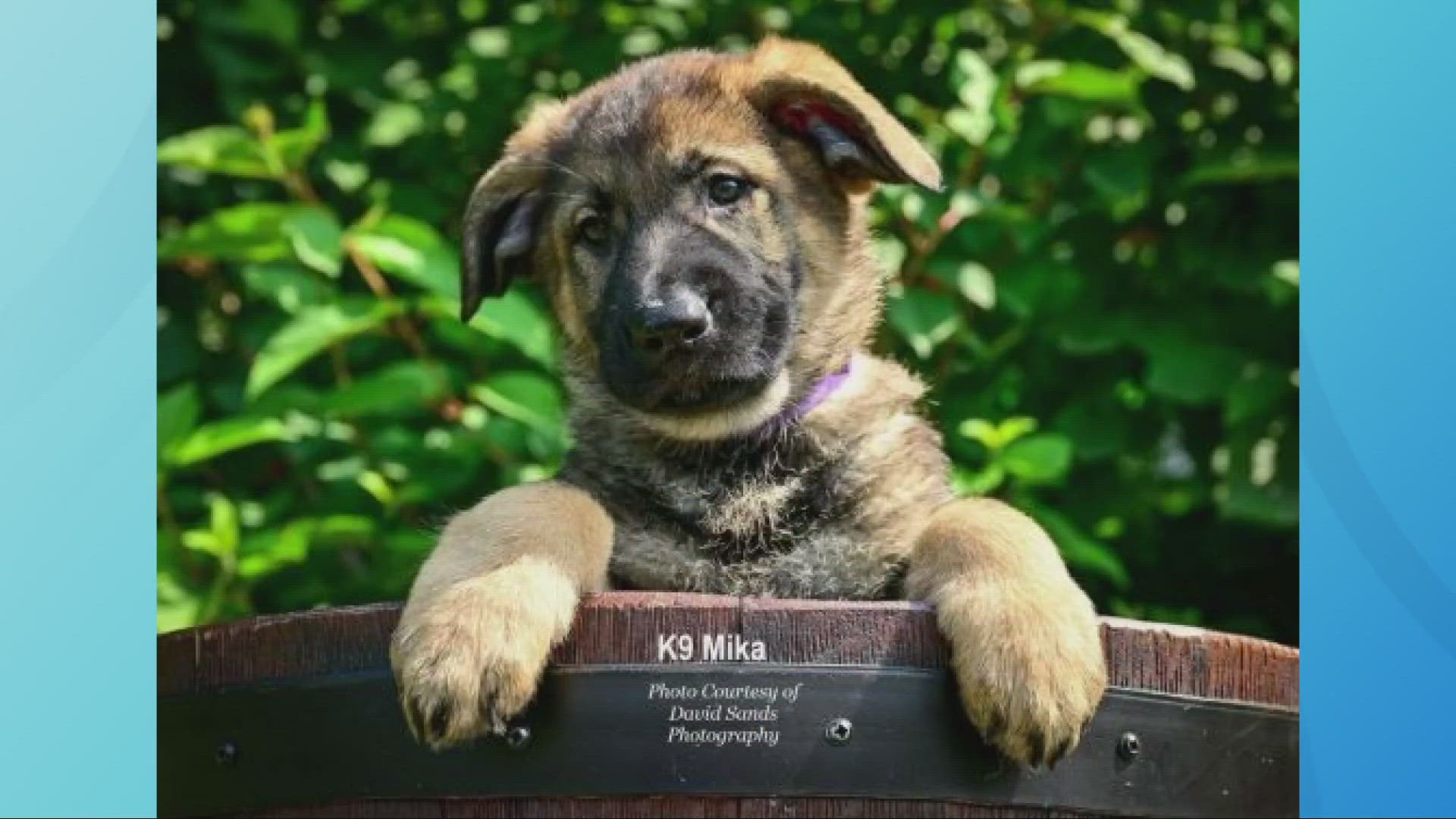 K-9 Mika is bred from former Twinsburg K-9 Officer Bagio, whose partner Josh Miktarian was killed in the line of duty back in 2008.