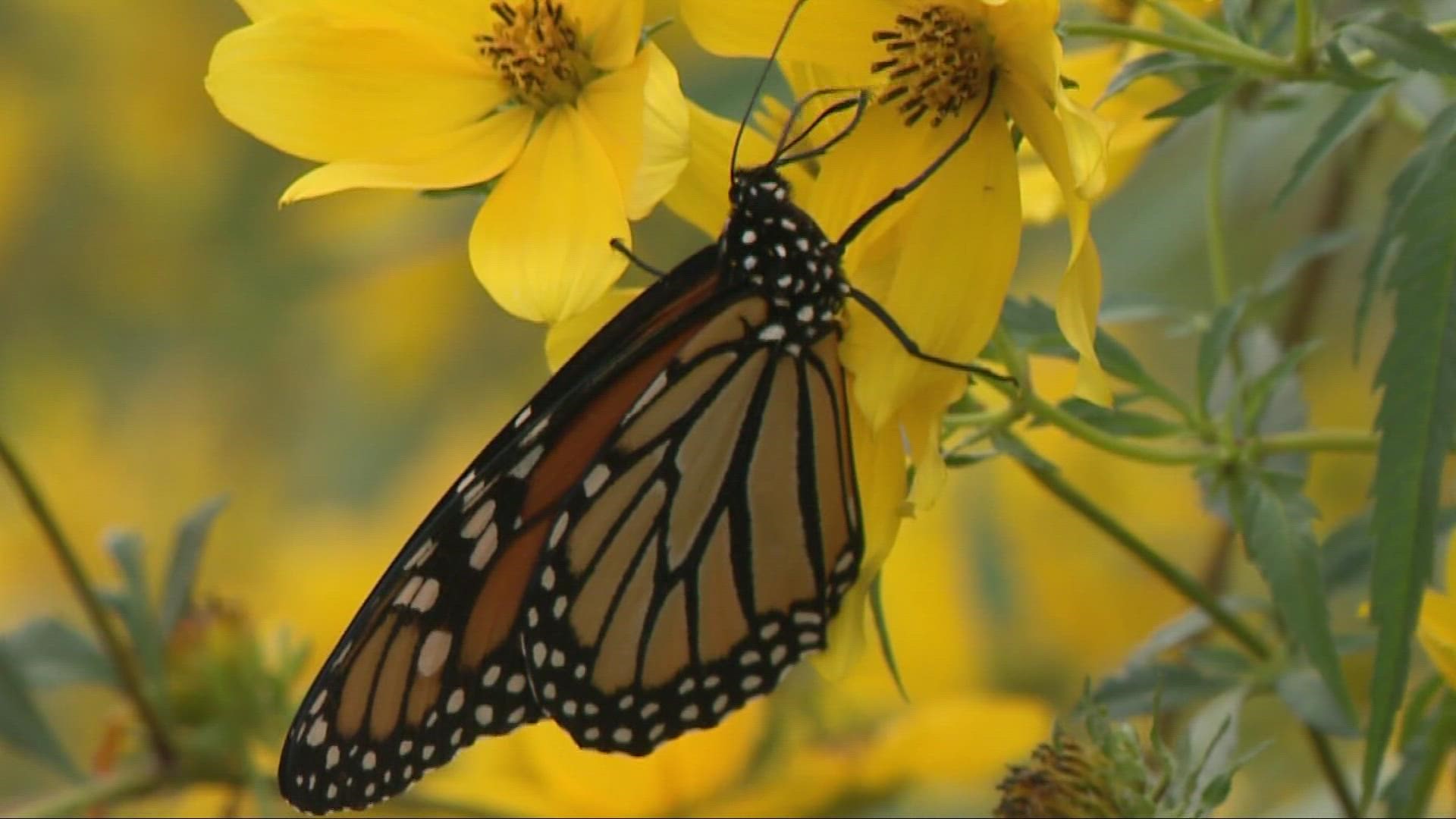 From monarch butterflies to turkey vultures, the trek to warmer climates has begun