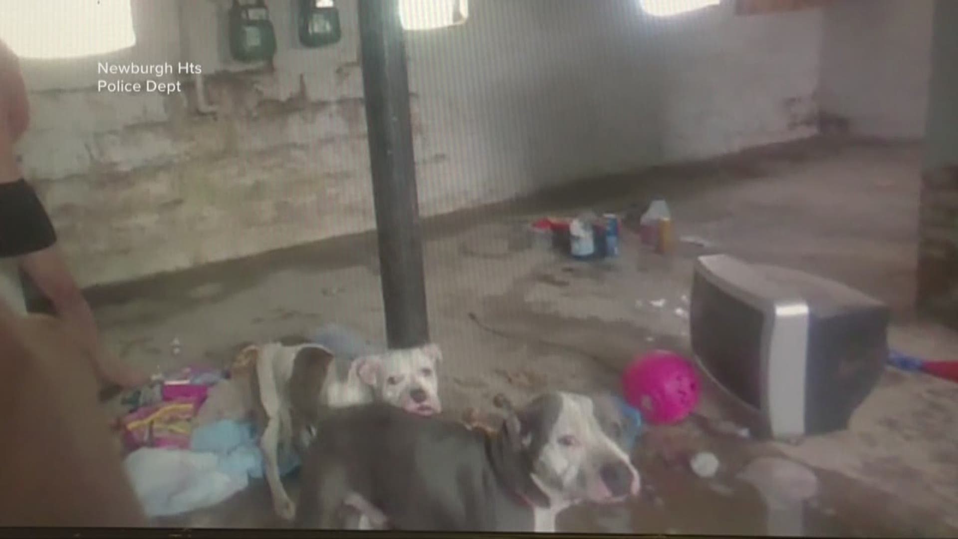 Body cam video of dogs rescued from Newburgh Heights home