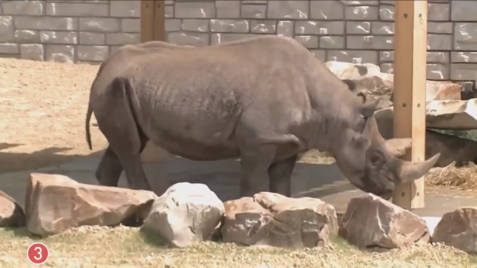 Welcome to the Daniel Maltz Rhino Reserve at the Cleveland Metroparks Zoo. This newly expanded exhibit is more than double the size of the previous rhino habitat.