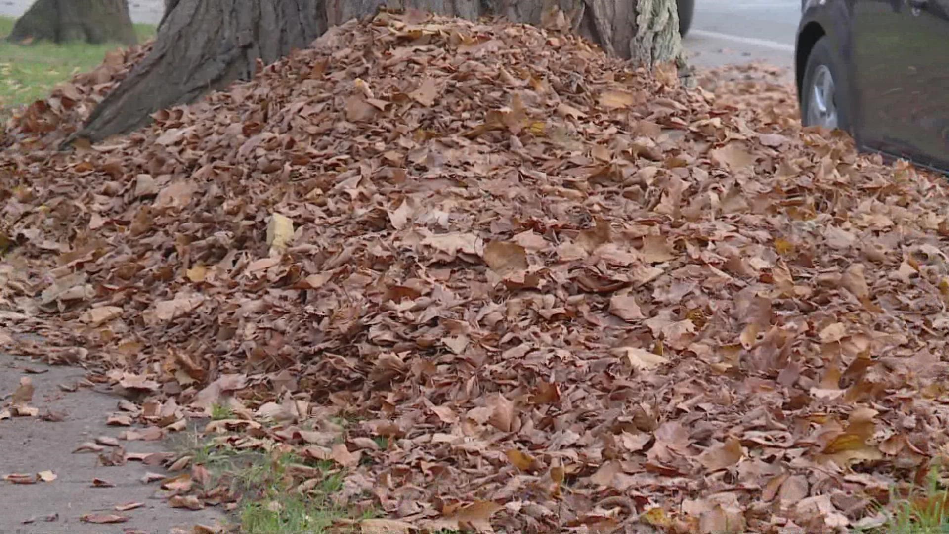 Cleveland residents are being required to bag their leaves instead of raking them to the tree lawn.