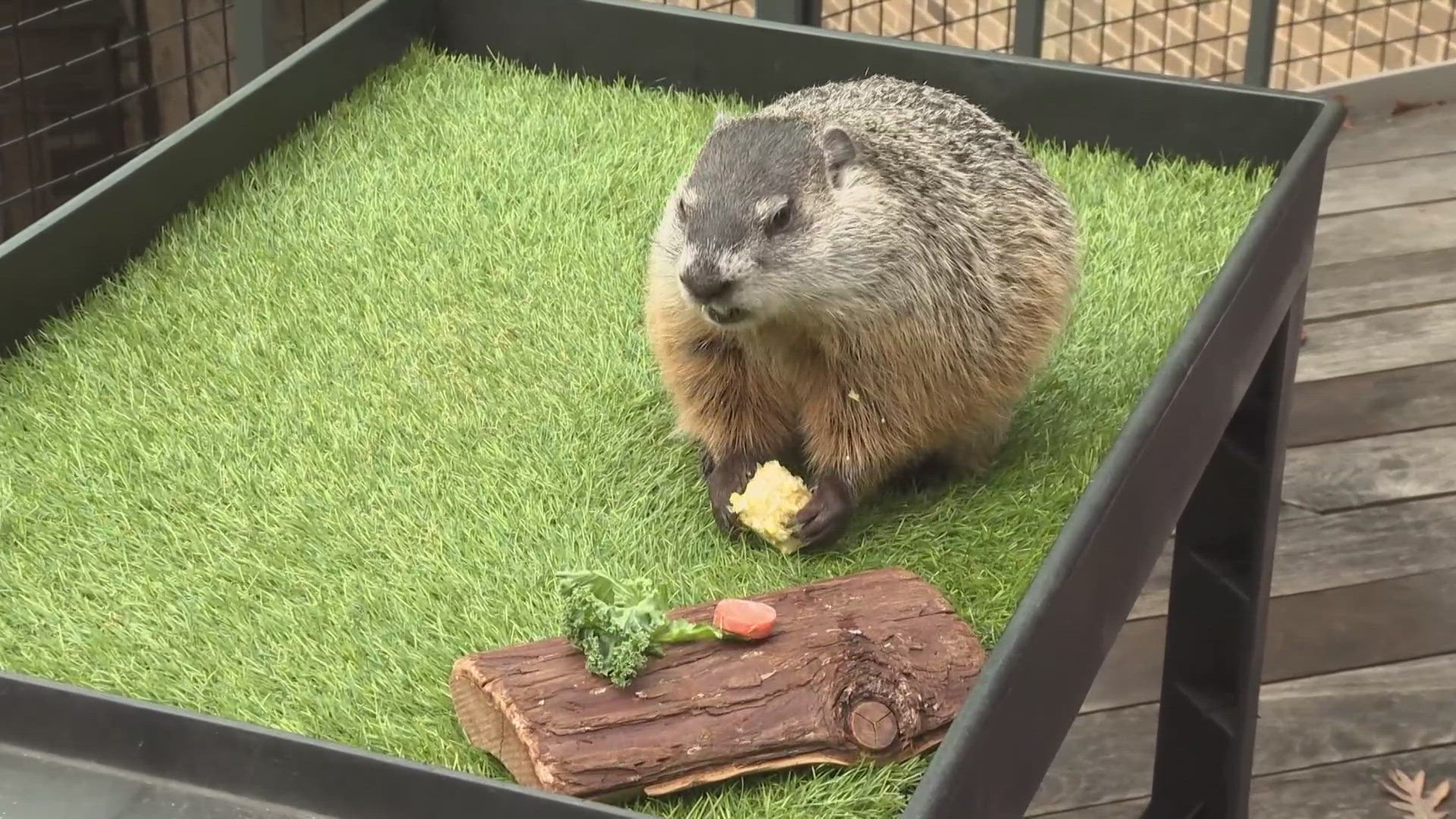 A groundhog, woodchuck, or whistlepig? He may go by different names, but to Cleveland, he is simply 'Murray.'