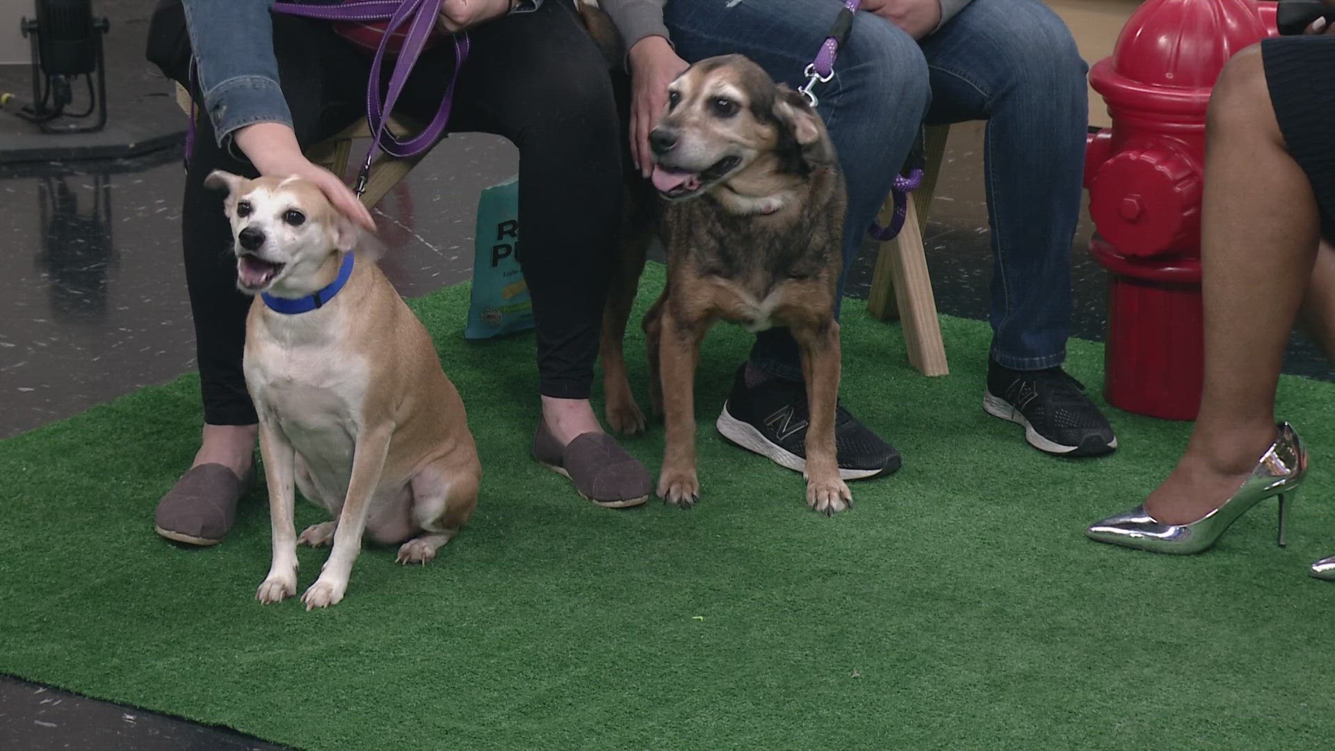 The Parma Animal Shelter has multiple dogs up for adoption that are looking for their forever home.