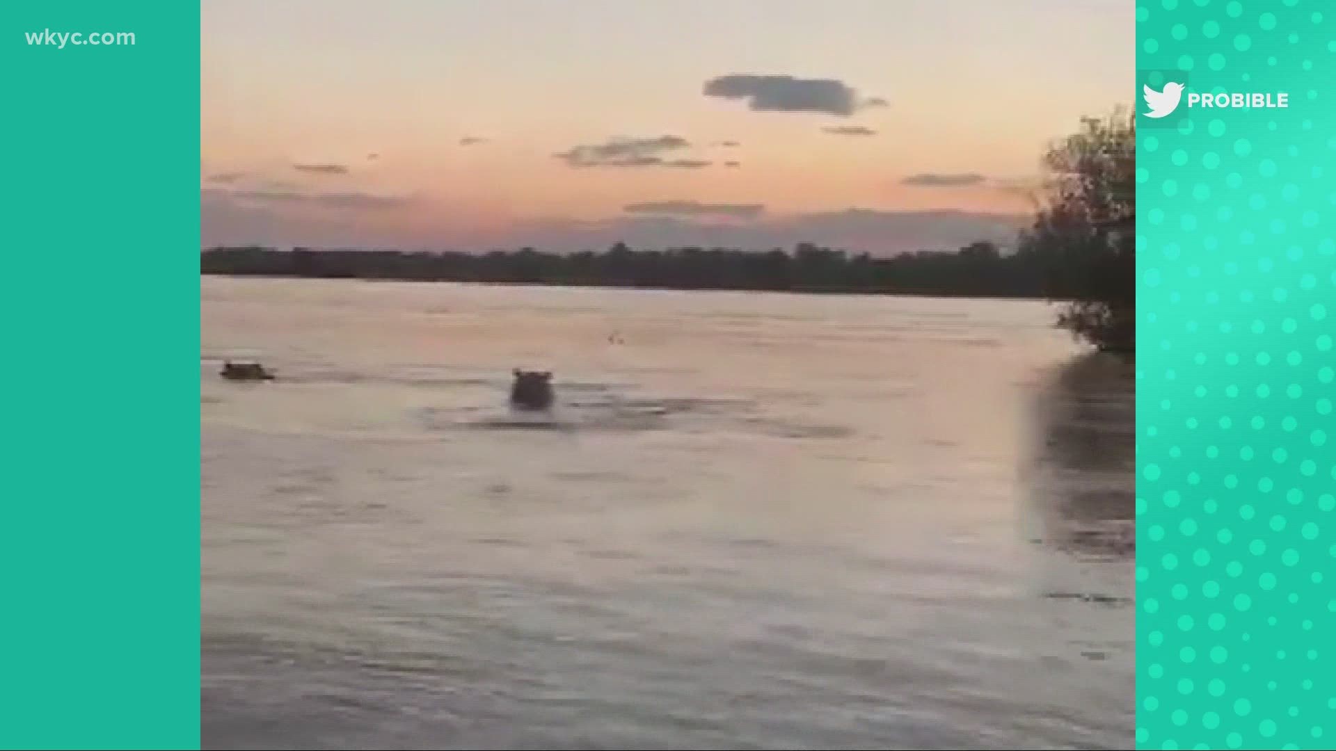 Check out this angry hippo chase a speeboat.