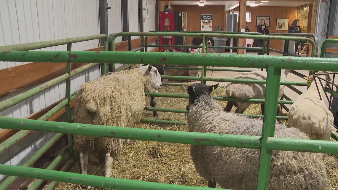 Lake Metroparks Farmpark celebrates all things sheep with Lamb Jam