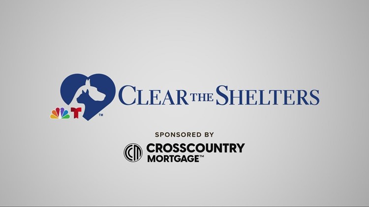 3News kicks off Clear the Shelters 2022: How you can help find a pet a new home