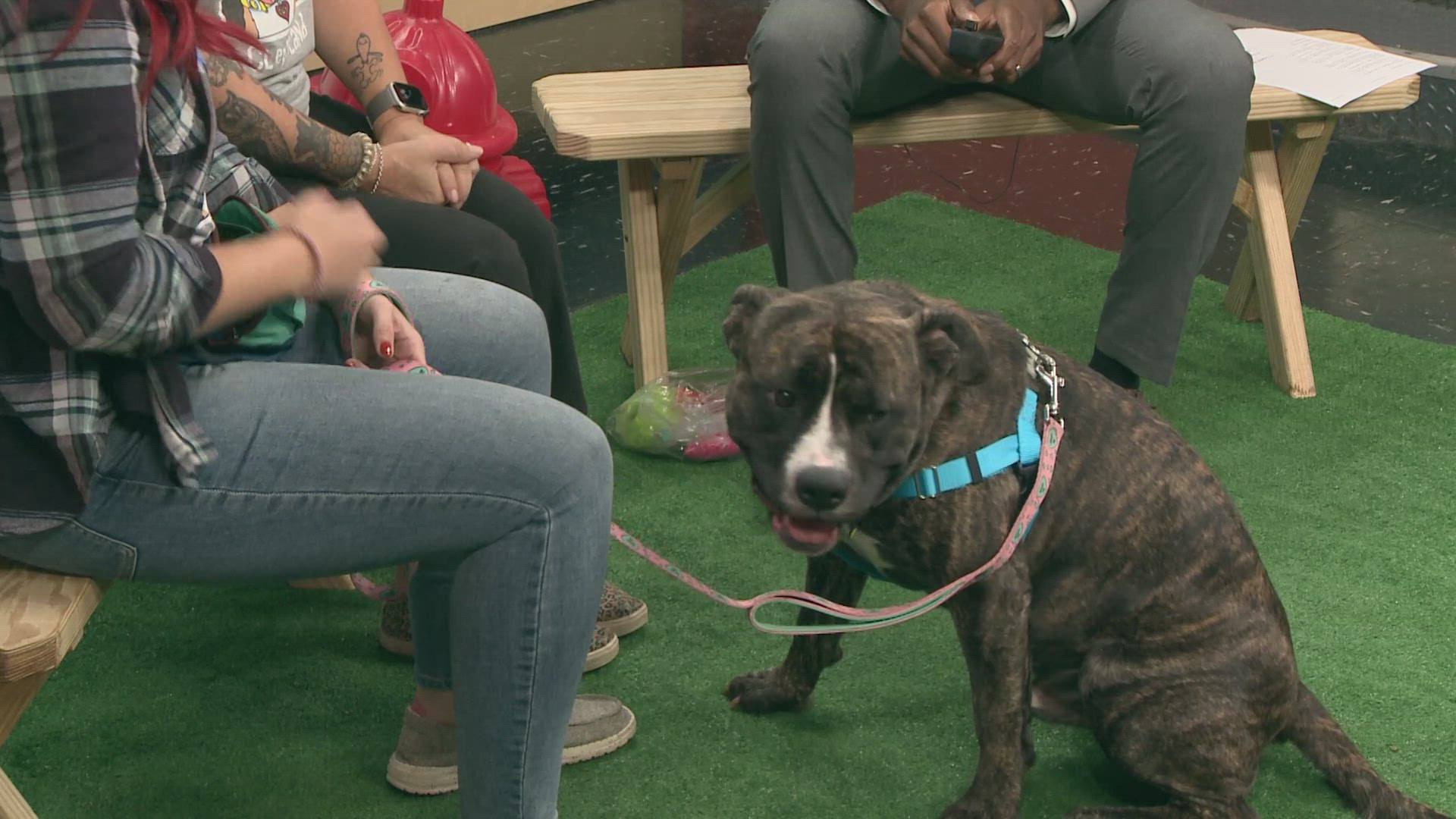 Meet our Pet of the Week, Klondike! He's "80 pounds of love" and is looking for his forever home through City Dogs Cleveland.