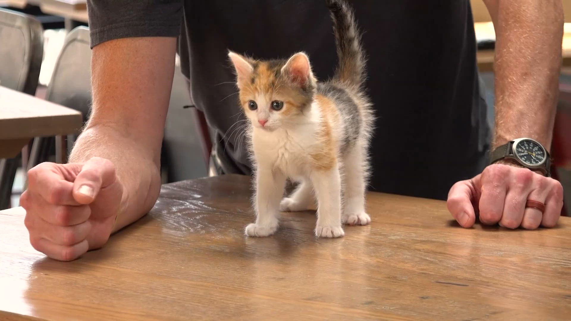 Meet the Feral Friends of Shaker helping Northeast Ohio's stray