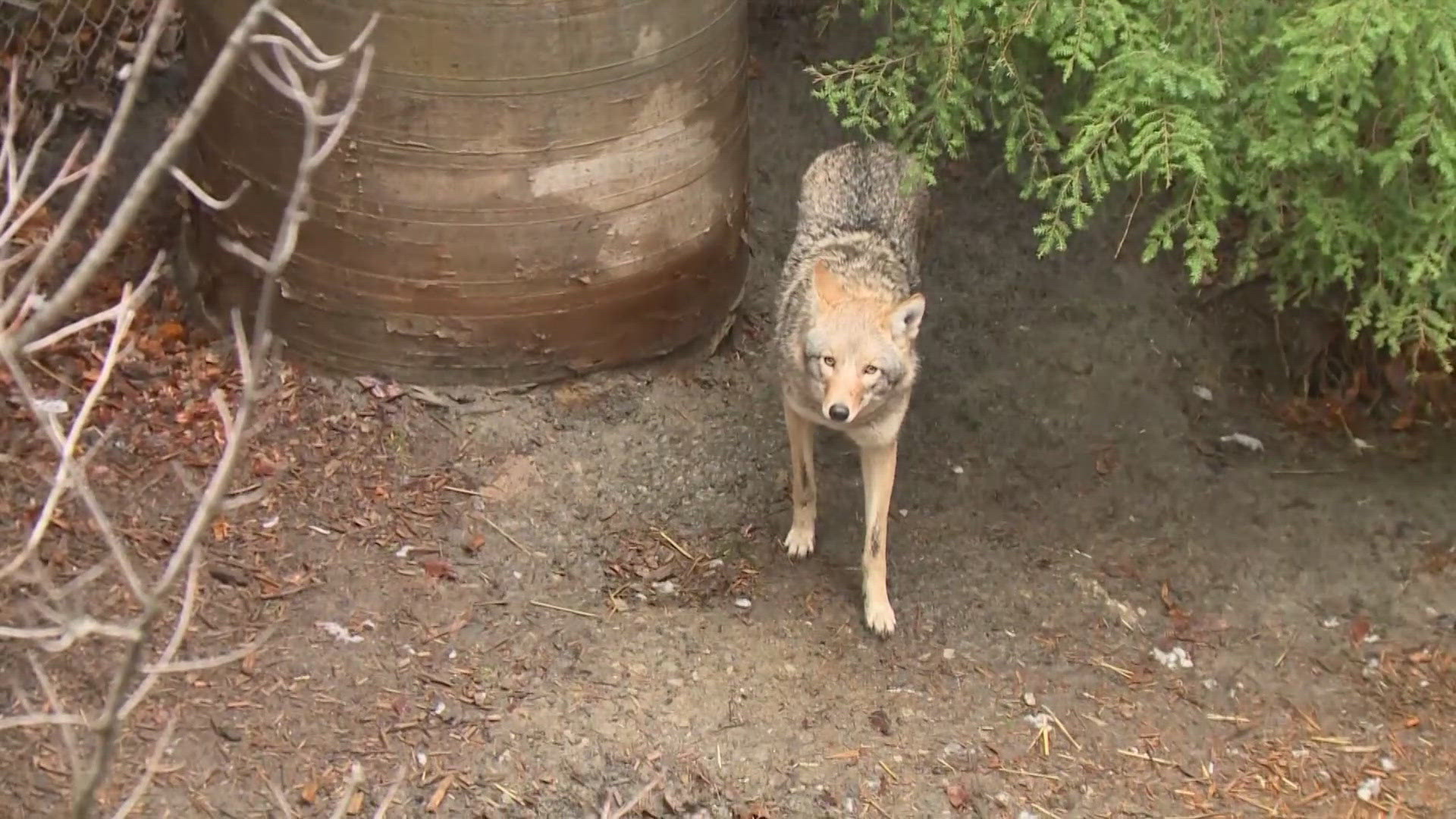 The Westlake Police Department is reminding residents “to stay in sight of your pets” after recently receiving two separate reports of coyotes attacking small dogs.