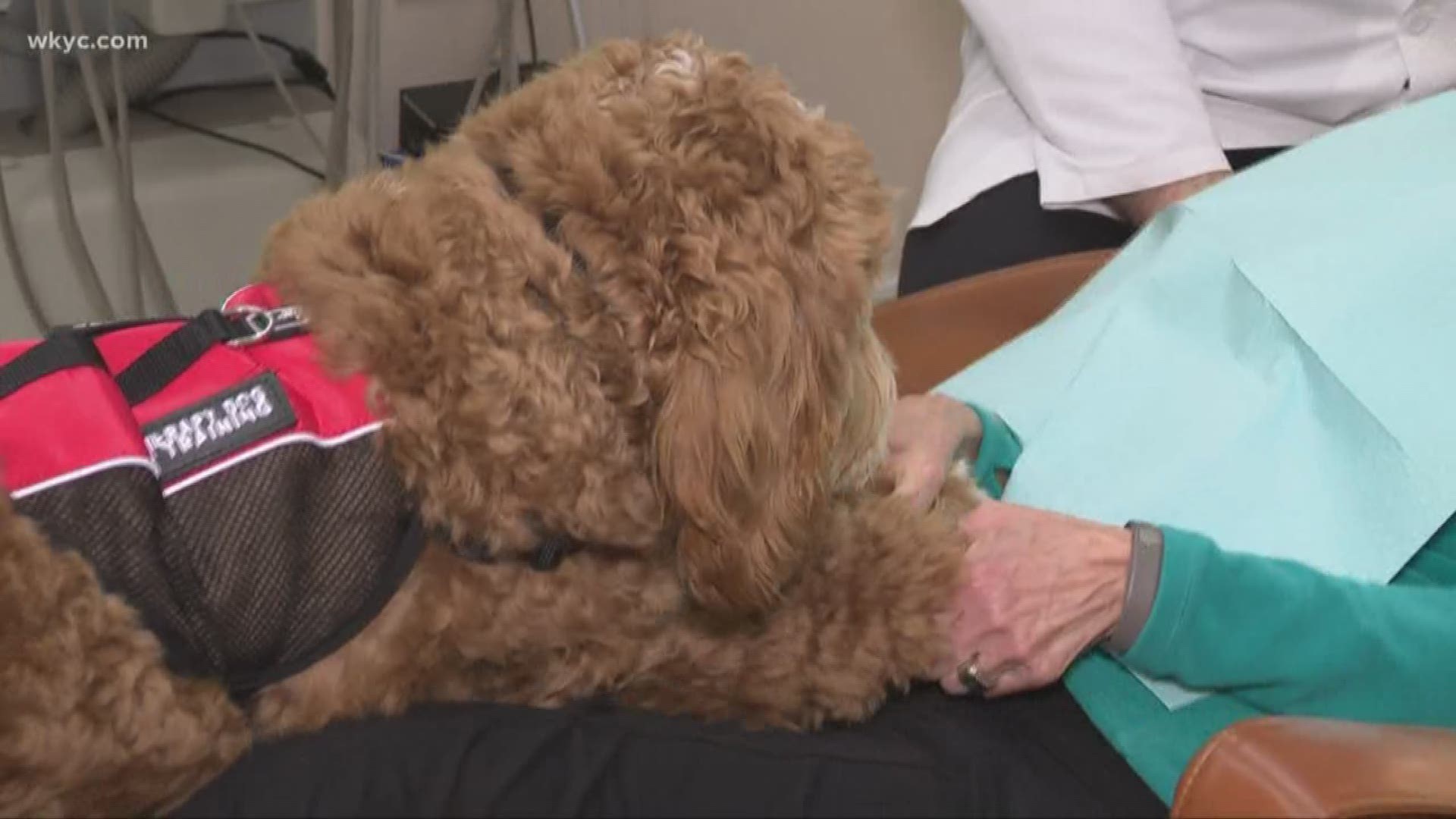 Puppies help to keep people calm at the dentist