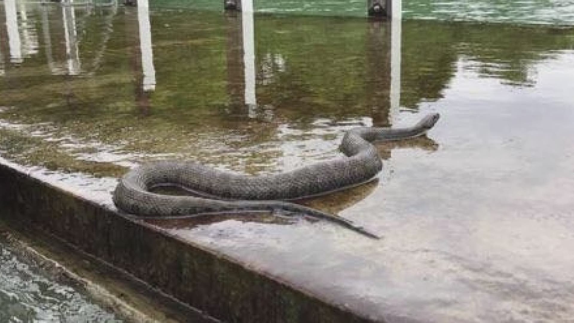 YIKES! Snake on Bay Village dock scares residents