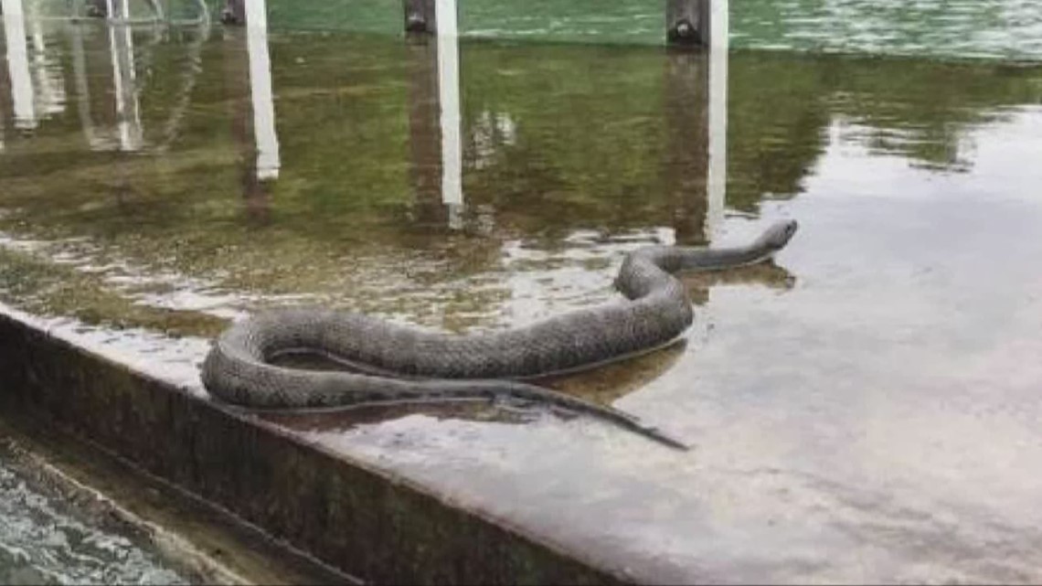 Snake on Bay Village dock scares residents  wkyc.com