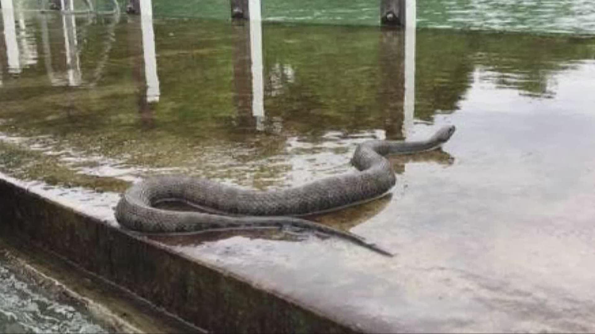 Snake on Bay Village dock scares residents