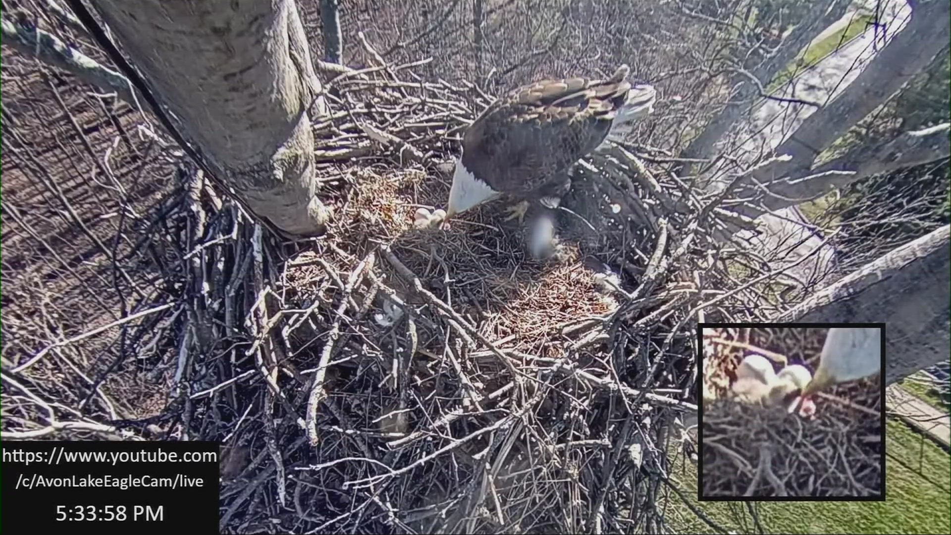 The eagle was recued after it's feathers became waterlogged in the waters. The eagle made it back to it's nest safe and sound after the rescue.