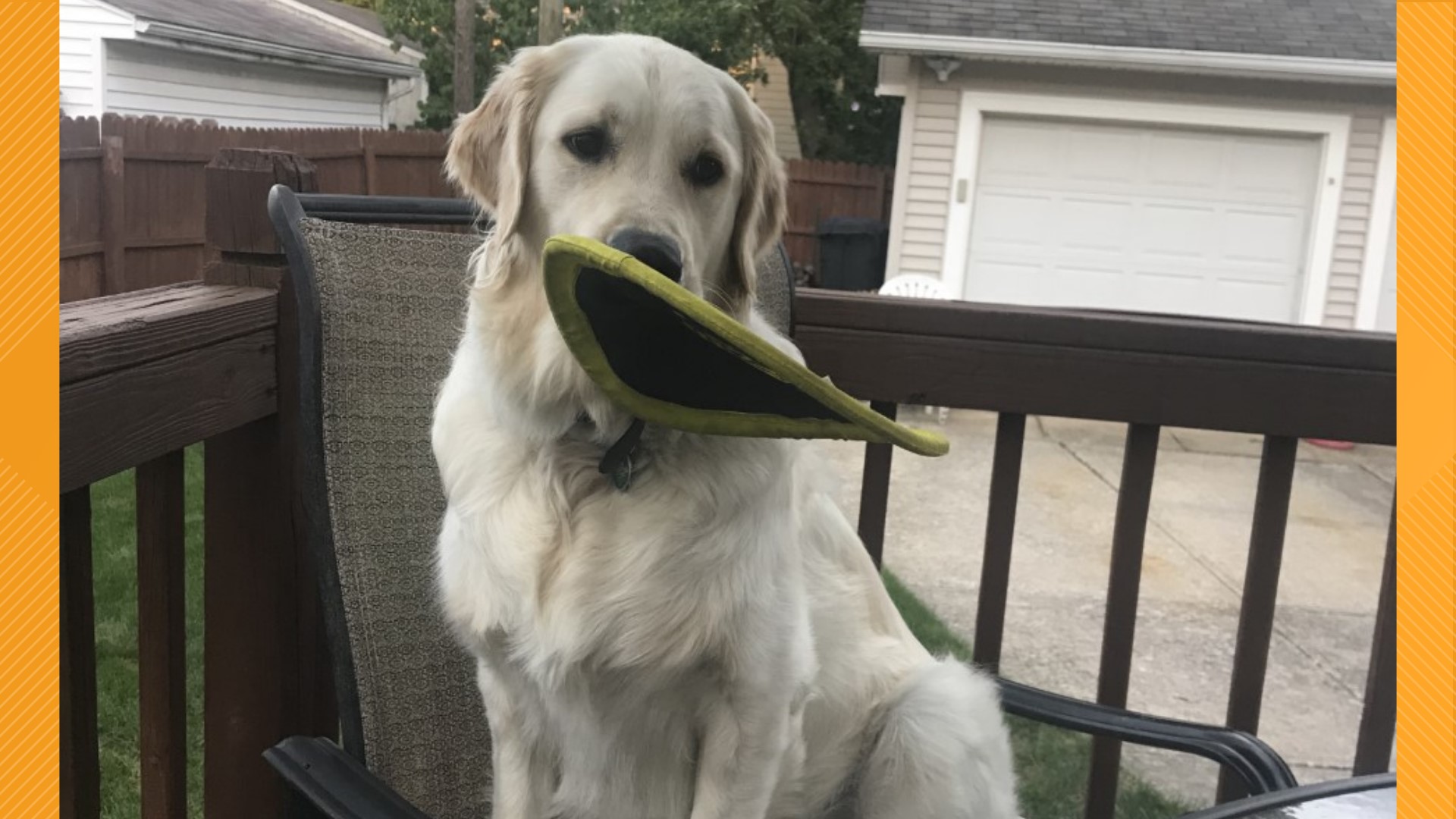 Wilson the golden retriever loves to help carry groceries into the house. We talk to his owners about his "trick" and his great personality.