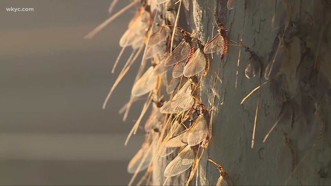 Mayflies hatching along Lake Erie