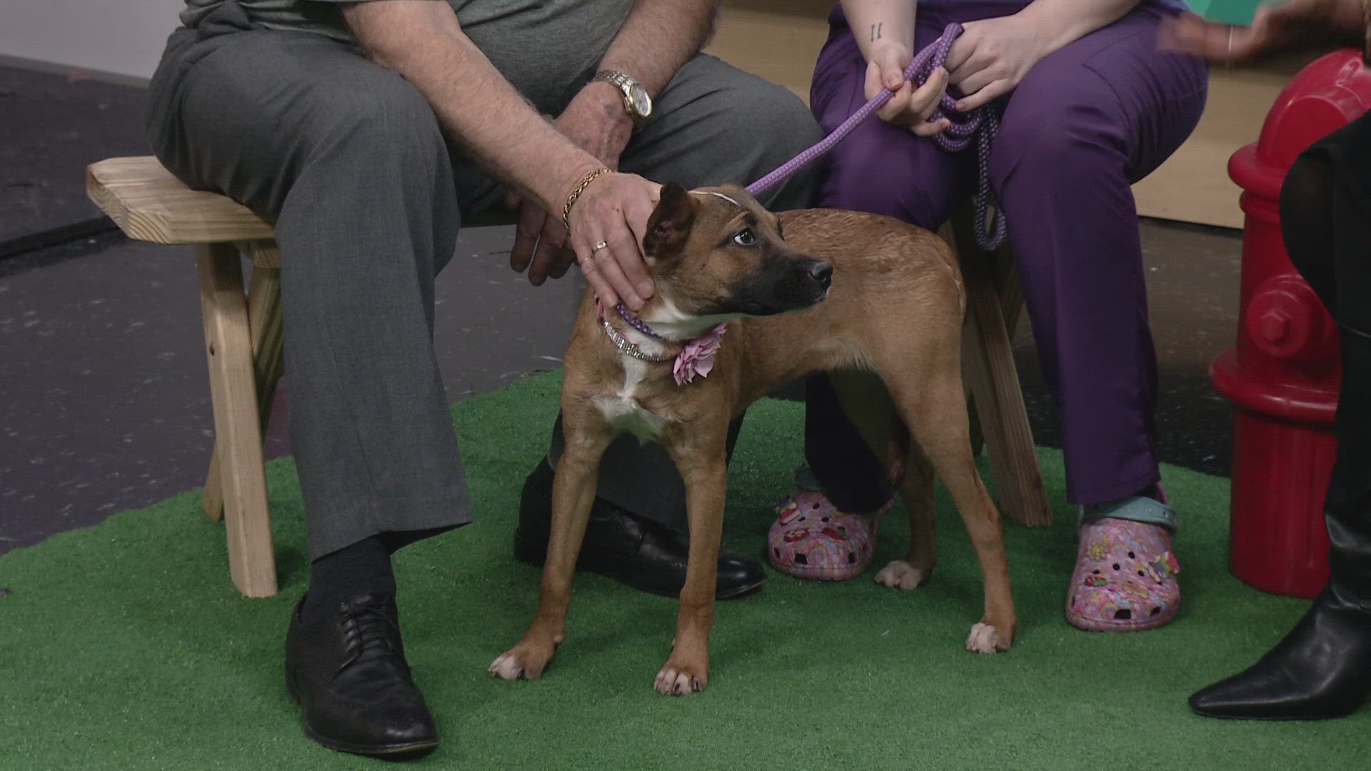 Jeff Kocian and Megan Frisco from the Northeast Ohio SPCA in Parma visit 3News Go! with Indiana Bones, an adorable dog looking for her forever home. 