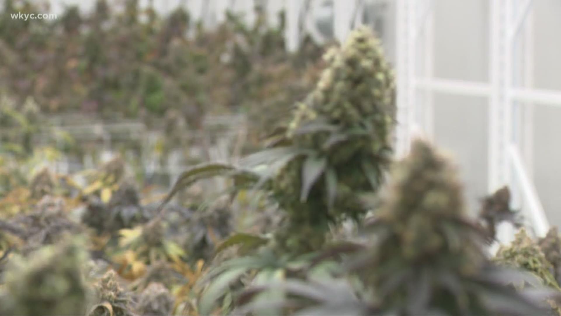 The ordinance eliminates fines, jail time for possession of 7 ounces or less of marijuana. Marijuana is still illegal at the state and federal levels.