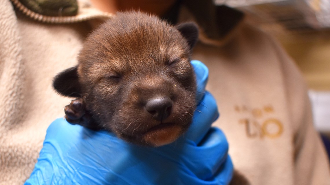 Akron Zoo welcome new wolf pups to facility - Vimarsana News