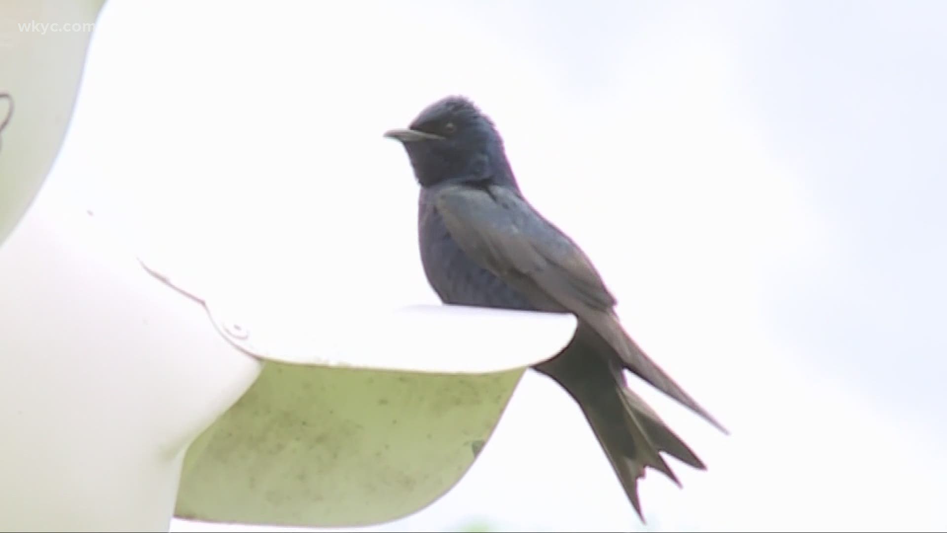 The Portage Lakes Purple Martin Association is stepping in to fill a food void after the recent cold killed scores of insects.