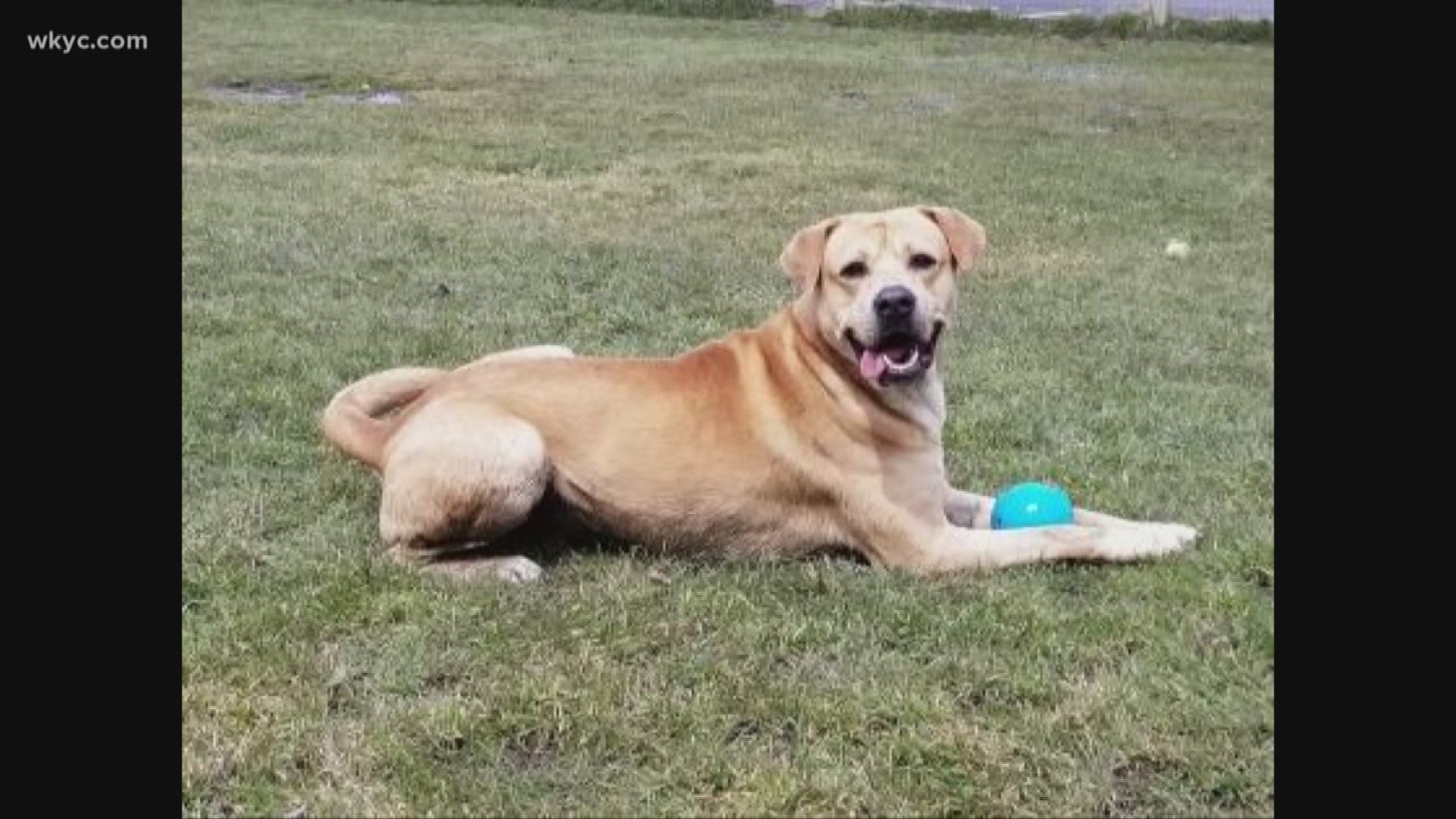 Aug. 17, 2018: Looking for a furry friend? Help clear the shelters this weekend.