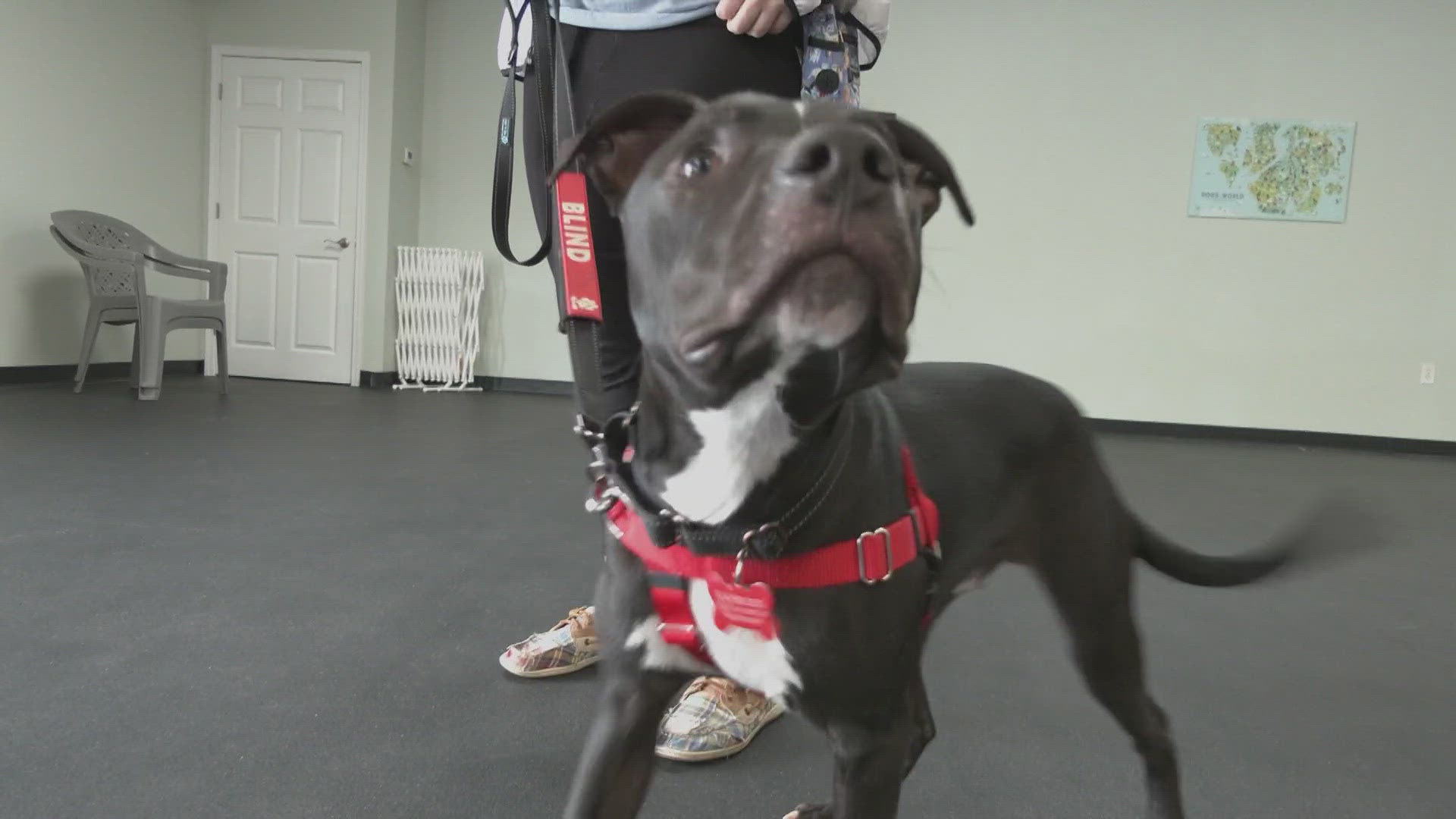 The 10-month old pup is reaping the benefits of having a foster mom who is a professional dog trainer. The fact that Snickers is blind, is not standing in his way.