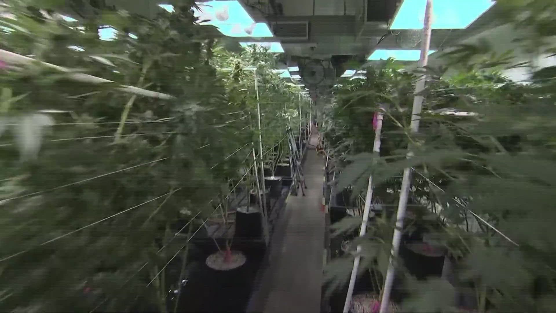 Ohioans will vote whether or not to approve recreational use in November.