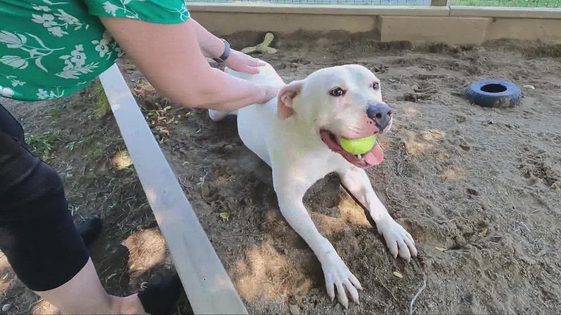He's been living in a shelter for three years, but Bryn is definitely ready for adoption.