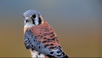 Watch Live American Kestrel Falcon Nest In Ohio City Yields