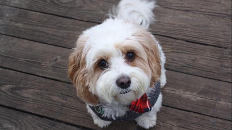 Birmingham Barons - Happy #NationalDogDay to our favorite pup