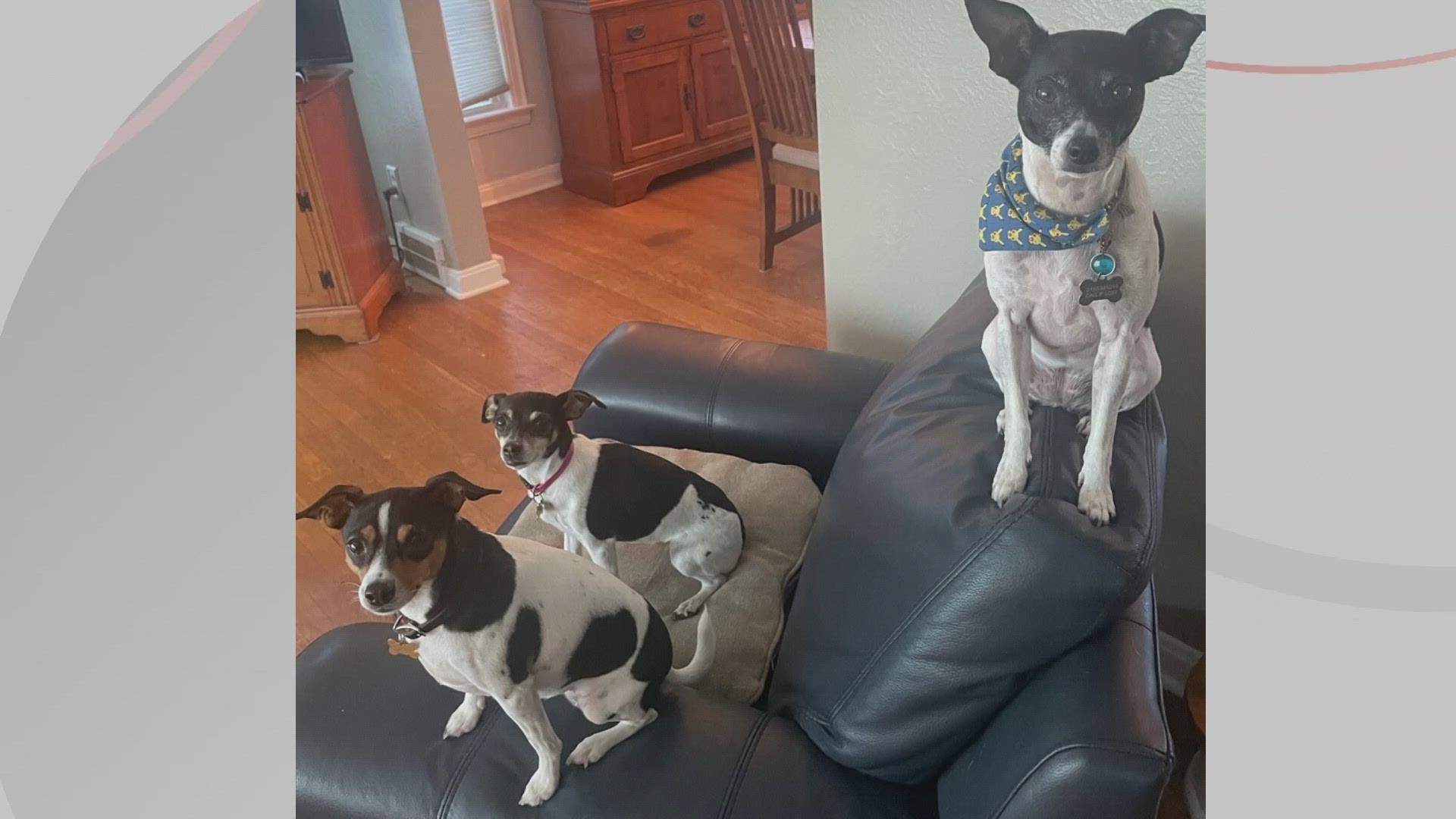 Doggone Weather: Poppy, Penny, and Riley