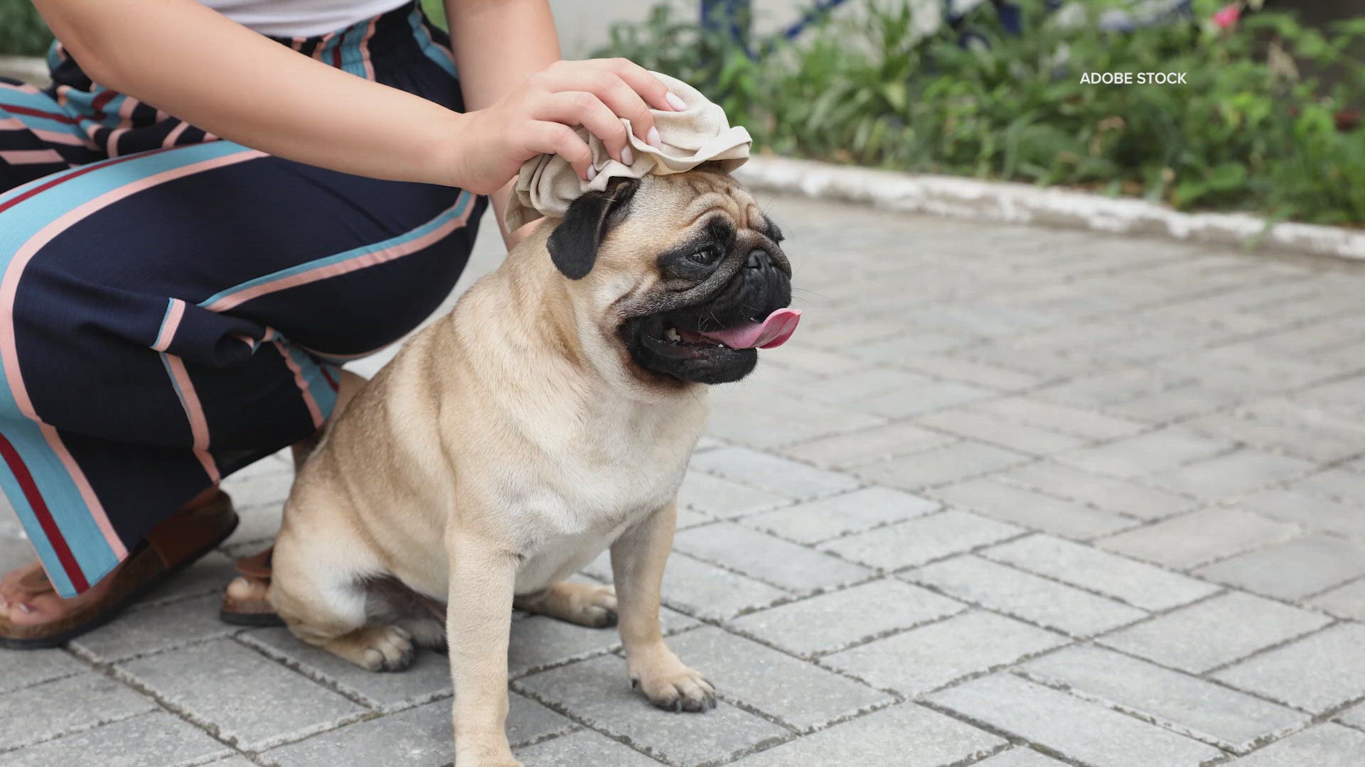 Animals are very sensitive to high temperatures, which means it's critically important to monitor and provide them with plenty of shade and water.