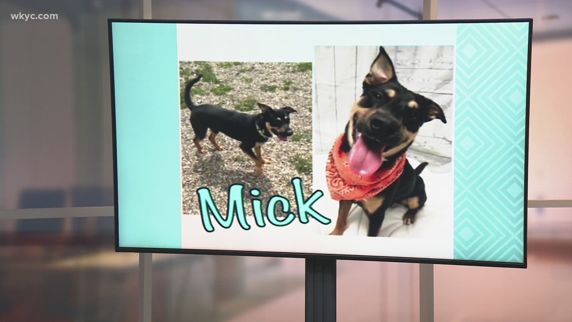 Adopt-A-Pet: Meet Regina, Mick & Reginald.