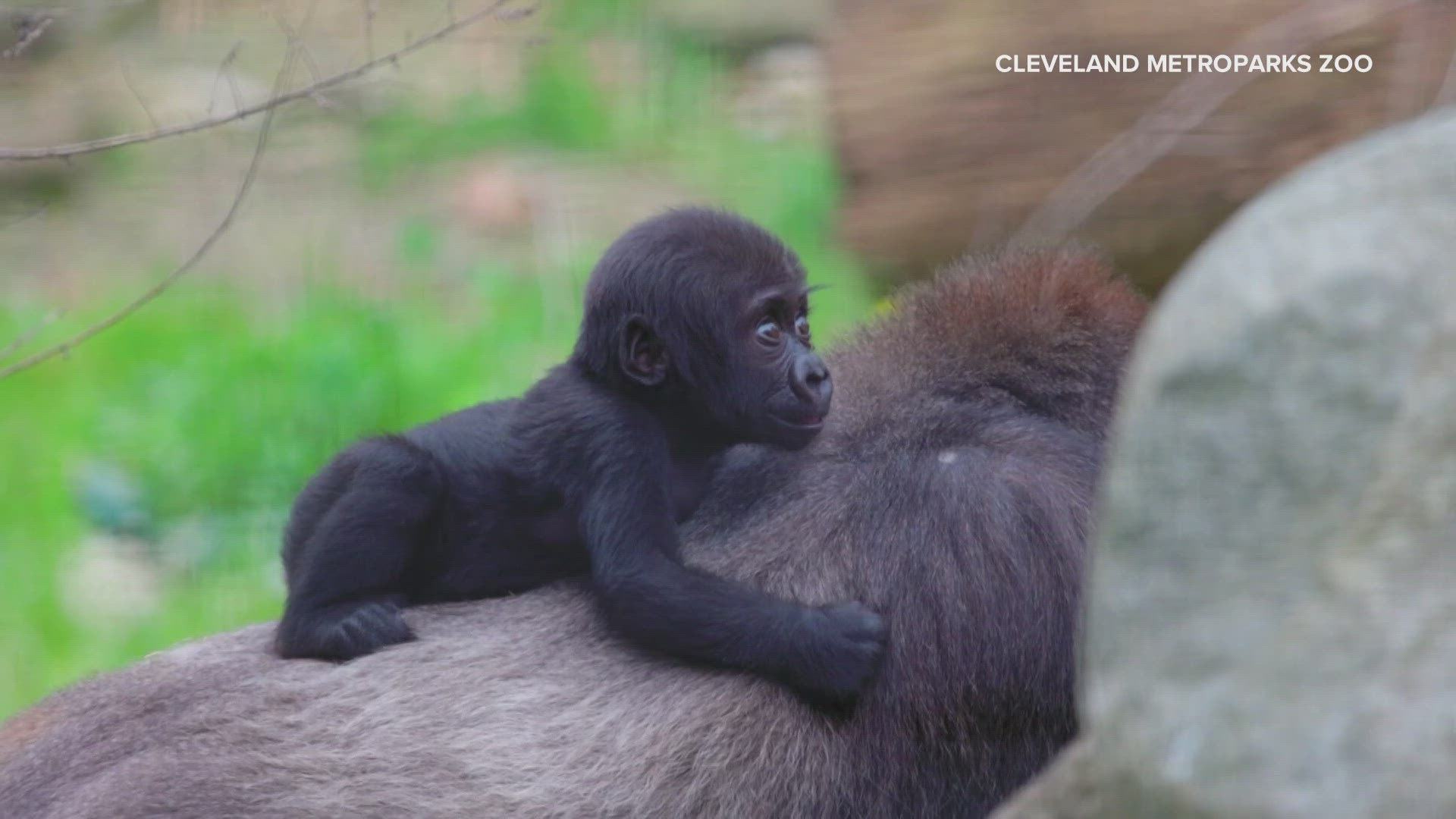 Cleveland Zoo officials said her birth in early January made international headlines after life-threatening complications threatened the health of her mother.