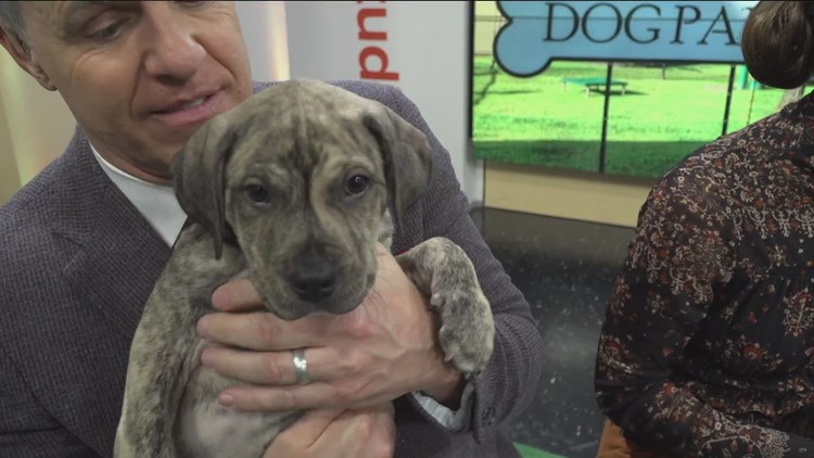 National Puppy Day: Friendship APL joins the show