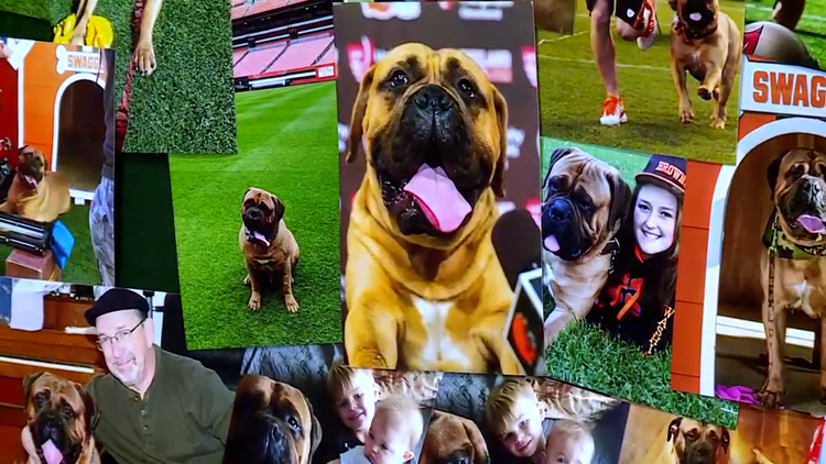 Browns mourn the loss of 'beloved' bullmastiff mascot Swagger at 6 years old