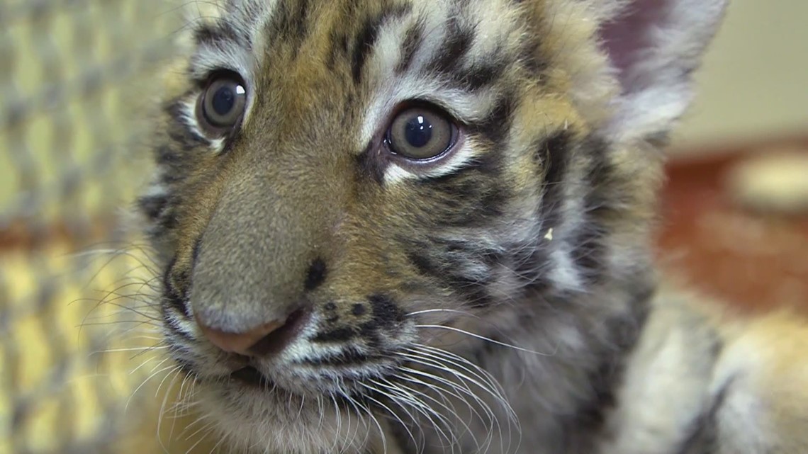 Cleveland Zoo welcomes endangered Malayan tiger cub | wkyc.com