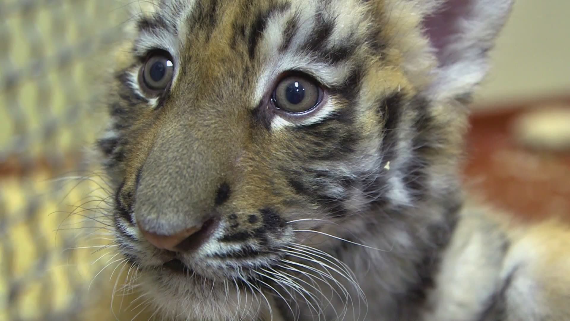 Feb. 18, 2021: Just weeks after announcing the birth of two endangered Amur tigers, the Cleveland Metroparks Zoo is now welcoming a 2-month-old Malayan tiger cub.