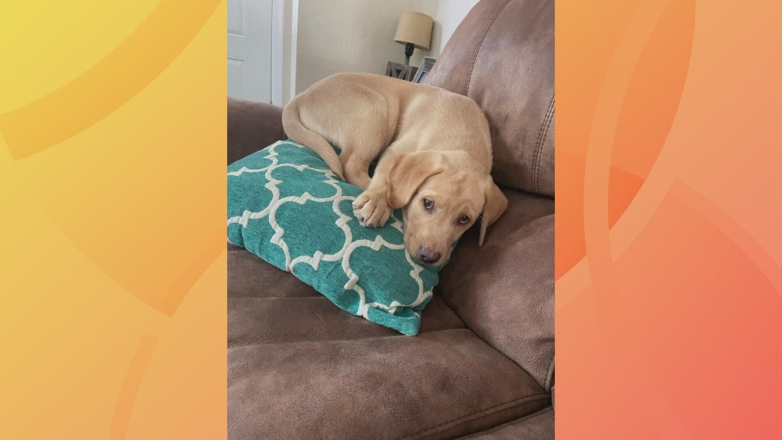 Family mourns dog killed after vehicle crashed into Camp Bow Wow in