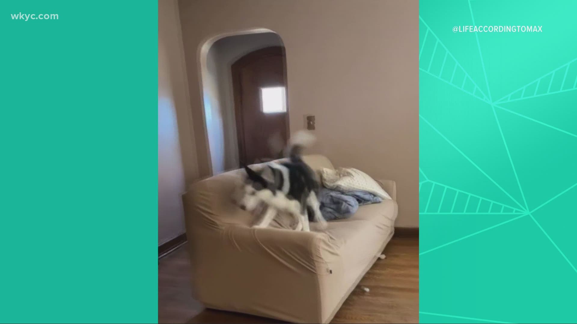 When it's too cold to play outside, you turn the house into a playground.  Check out Max the Husky.  This cute video is our 'Worth the Watch.'