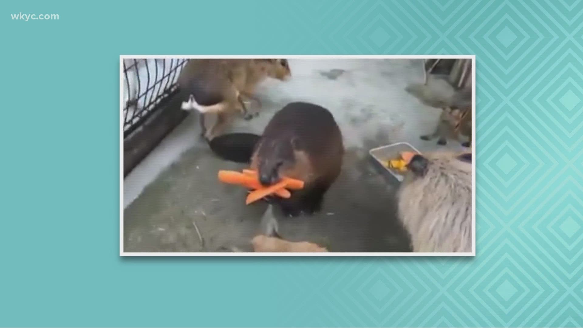 It's time for our worth the watch video.  Check out this video.  This beaver had a heck of a time carrying 3 large sized carrots.