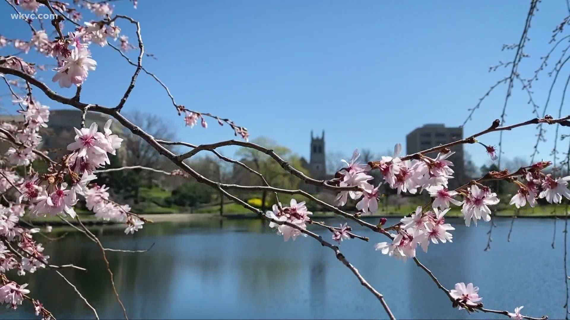 Spring is here! It's time to explore two Cleveland favorites: Cherry blossoms at Wade Lagoon and Dafodill Hill at Lake View Cemetery.