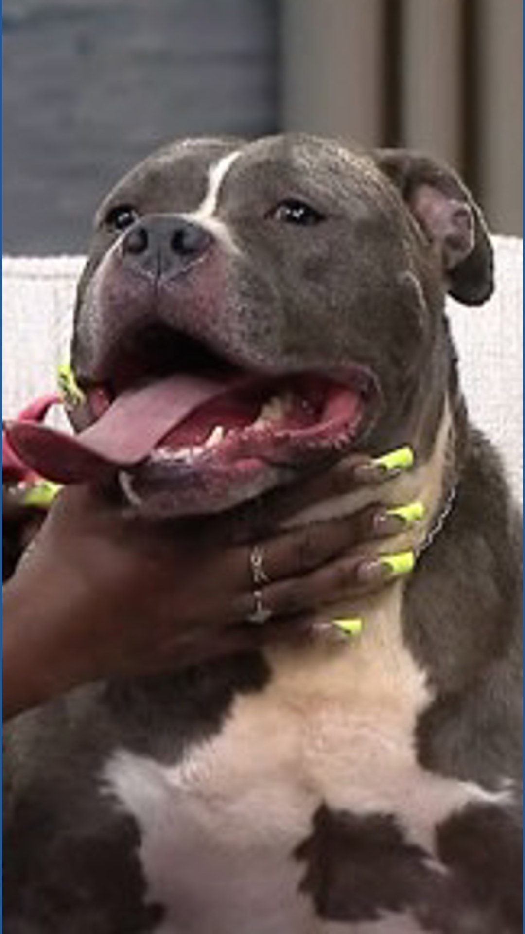 Clear the Shelter: Big Paws Large Breed Rescue visits 3News | wkyc.com