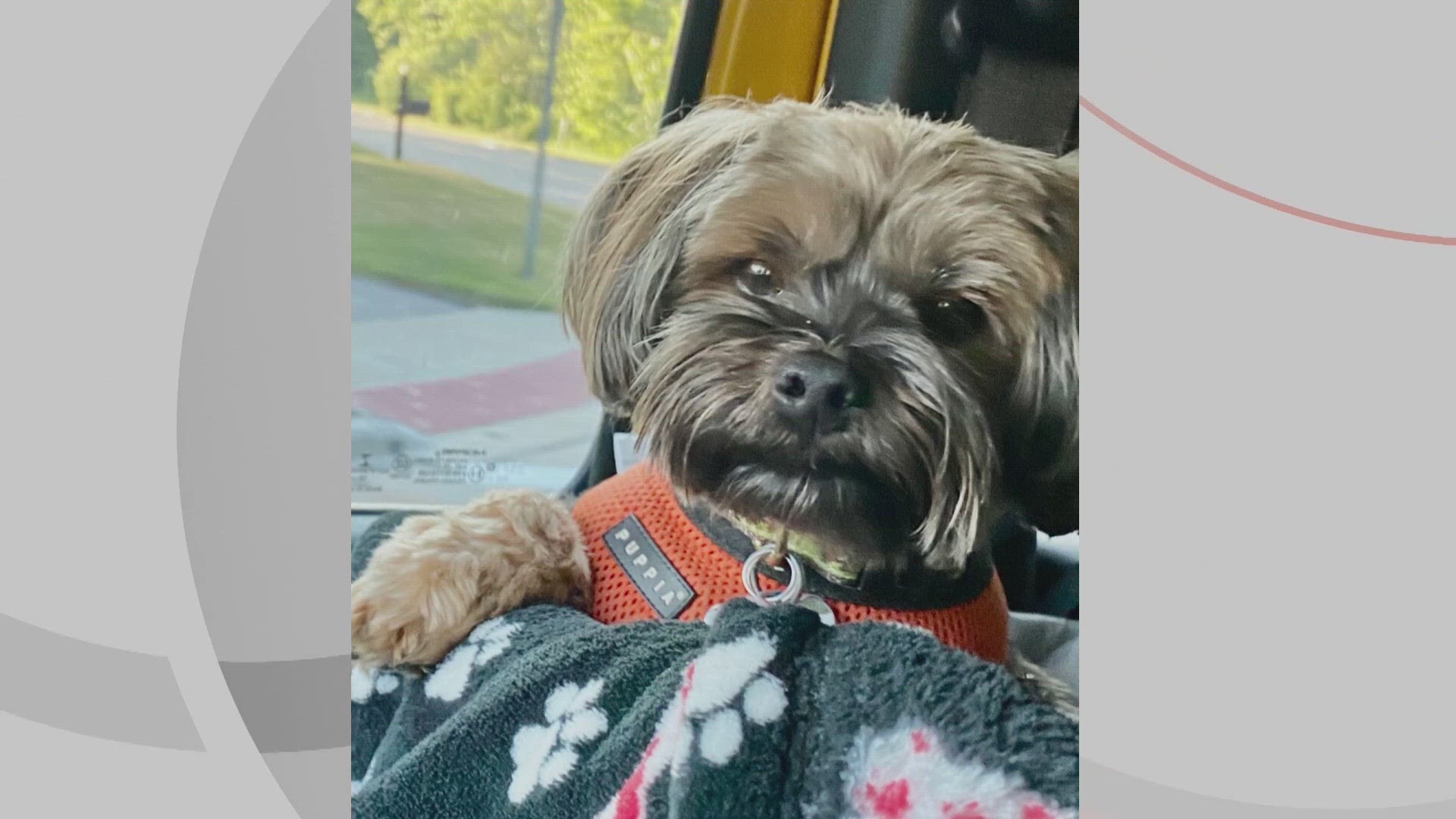 Doggone Weather: Captain
